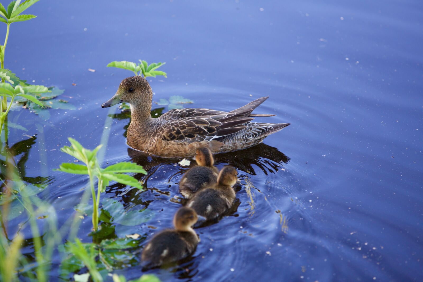 Canon EOS 5D Mark III sample photo. Mom, duck, ducklings photography
