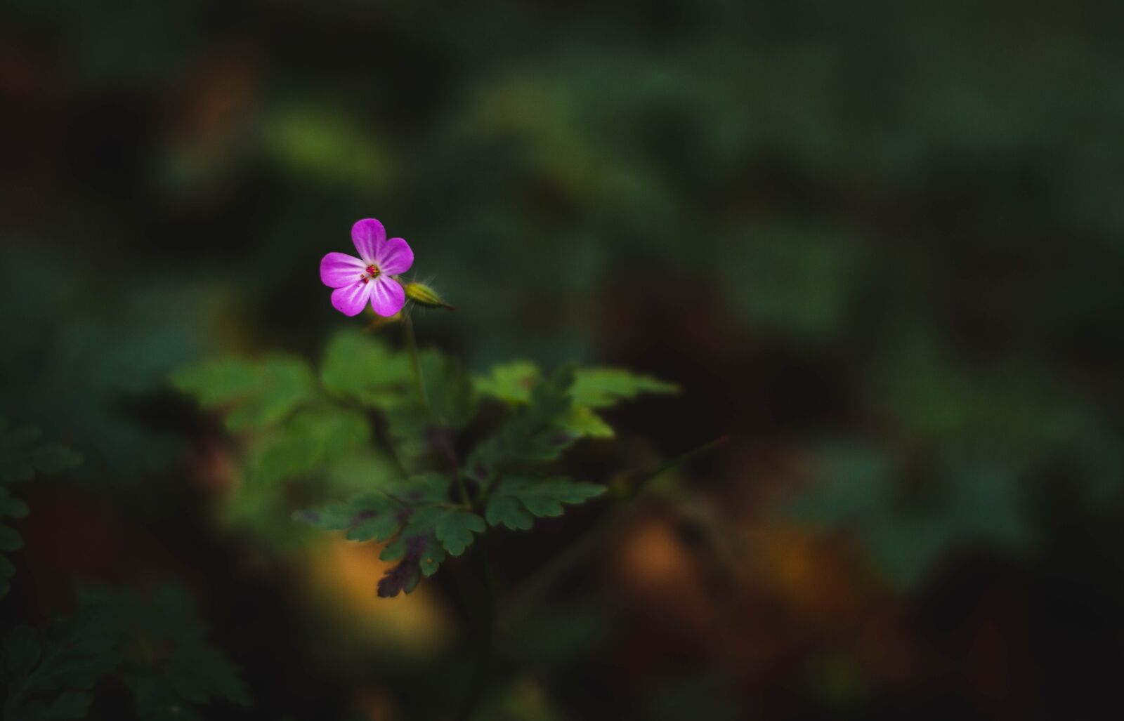Nikon D5600 sample photo. Flower, plant, forest photography