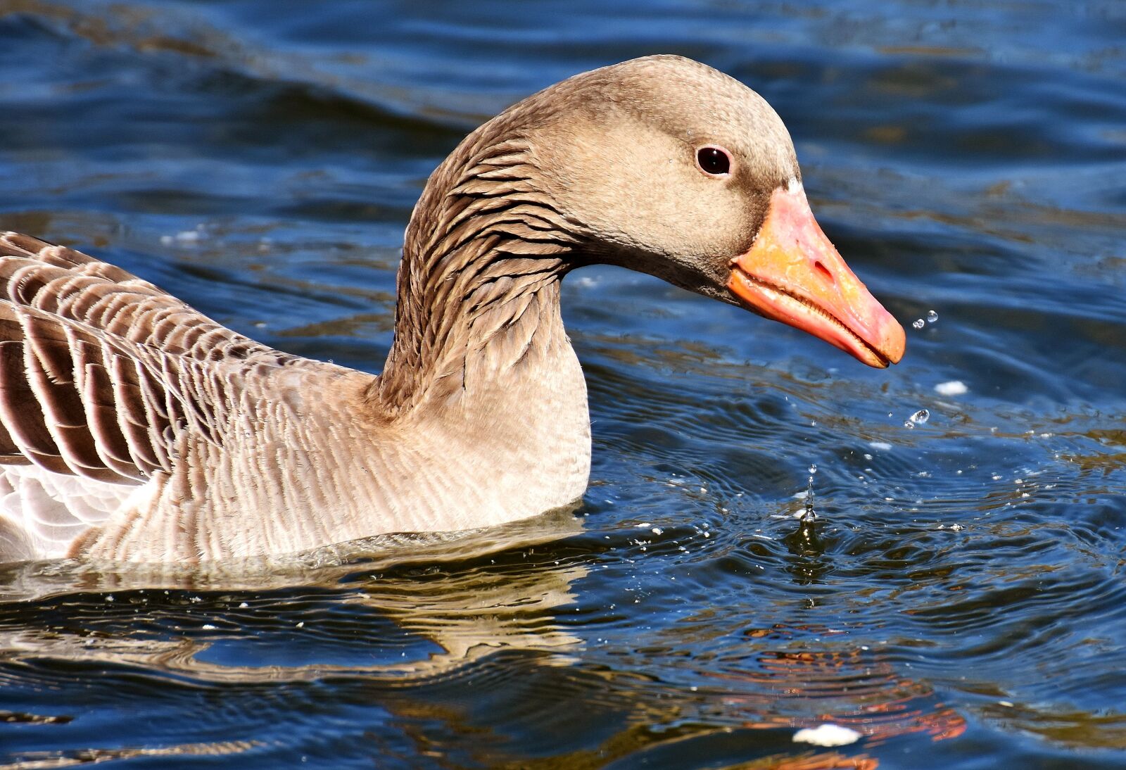 Nikon D7200 sample photo. Goose, water bird, water photography