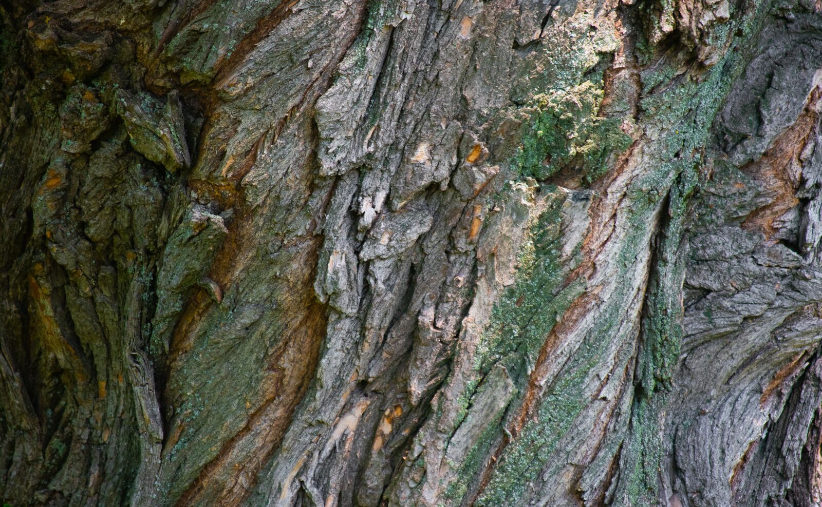 Nikon D5500 sample photo. Tree, bark, texture photography