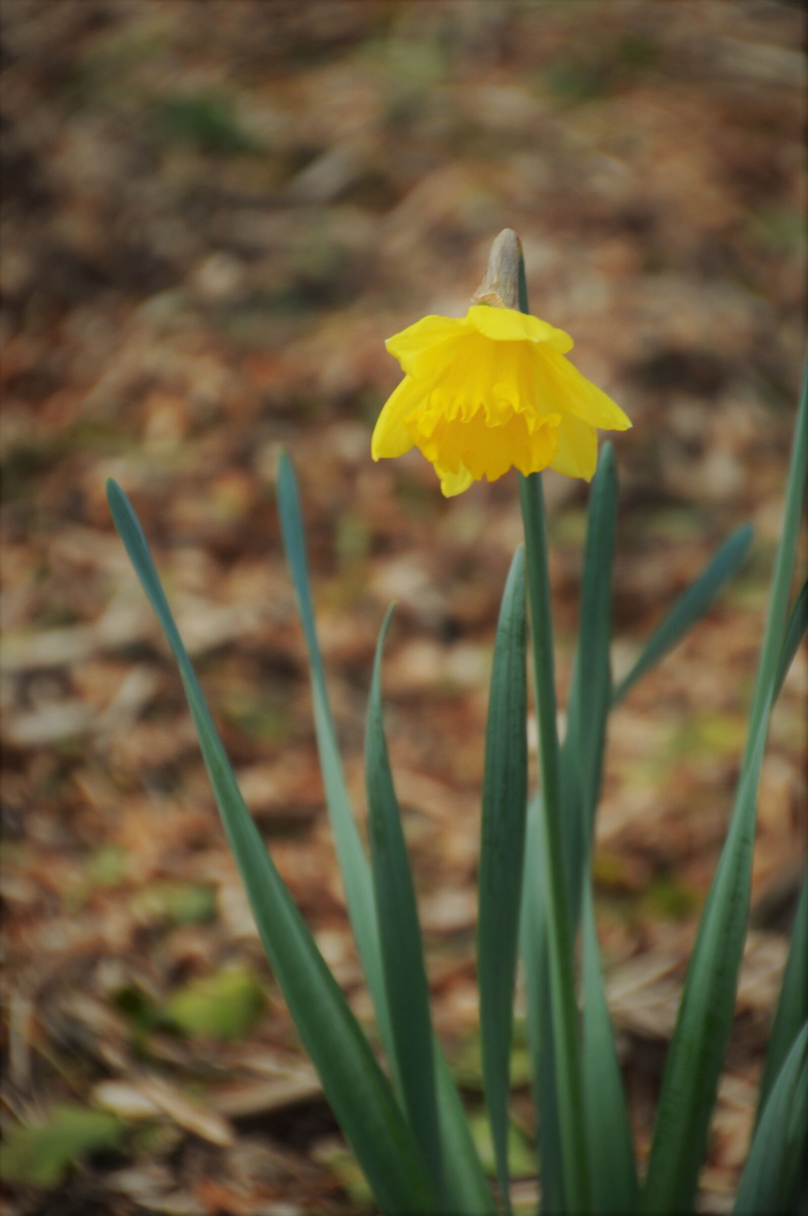 Nikon D3200 sample photo. Daffodil, flower, narcissus photography