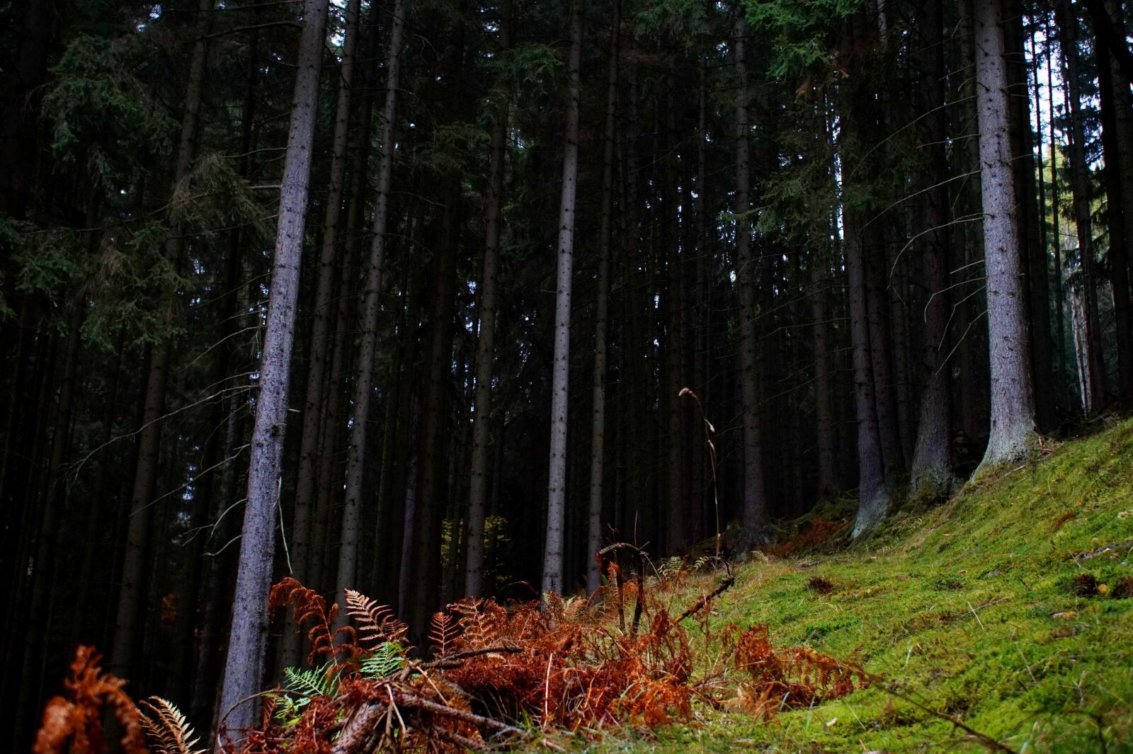 Sony Alpha a5000 (ILCE 5000) sample photo. Glade, forest, fern photography