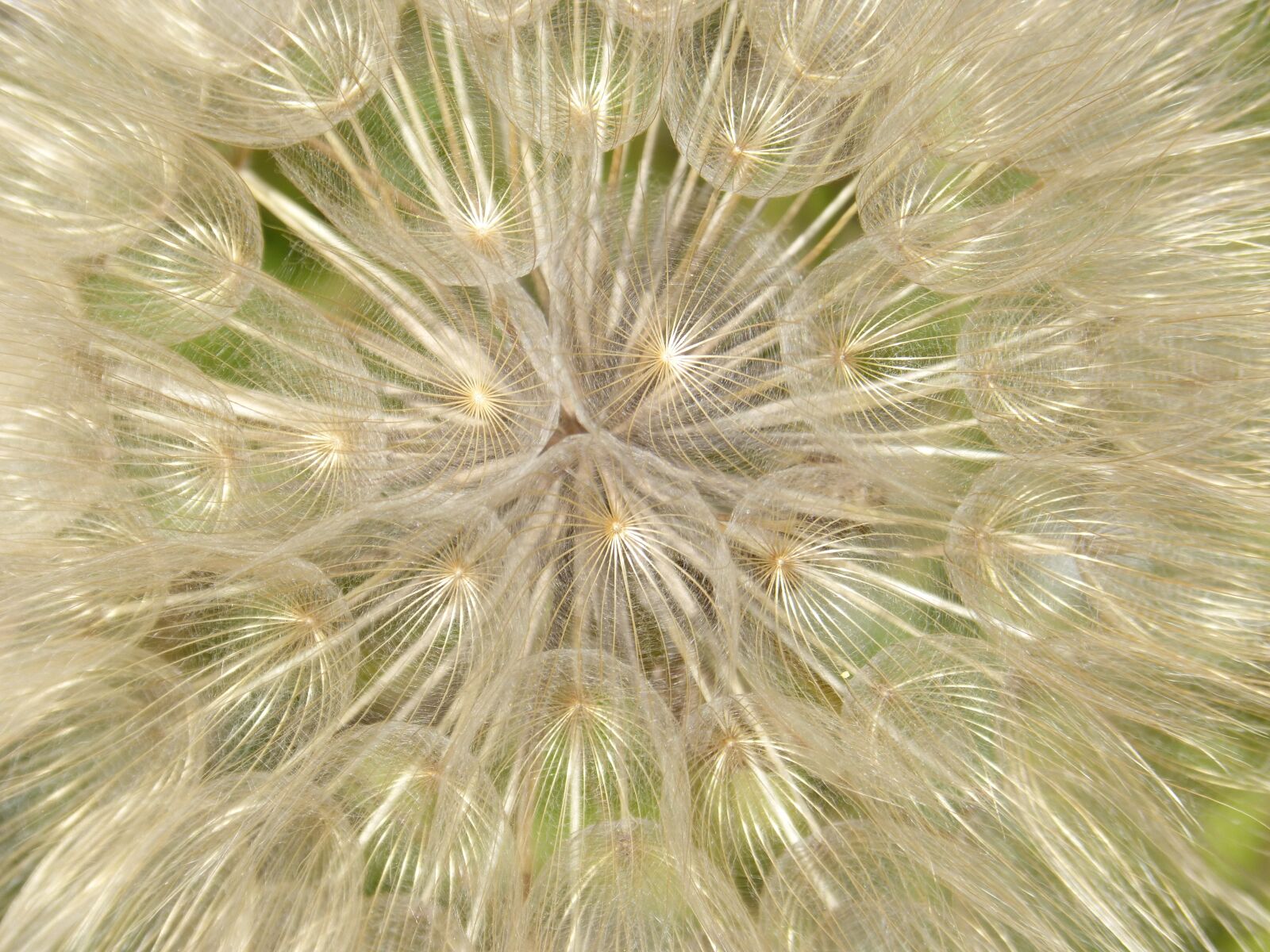 Panasonic DMC-FZ62 sample photo. Angelito, seed, angelitos photography