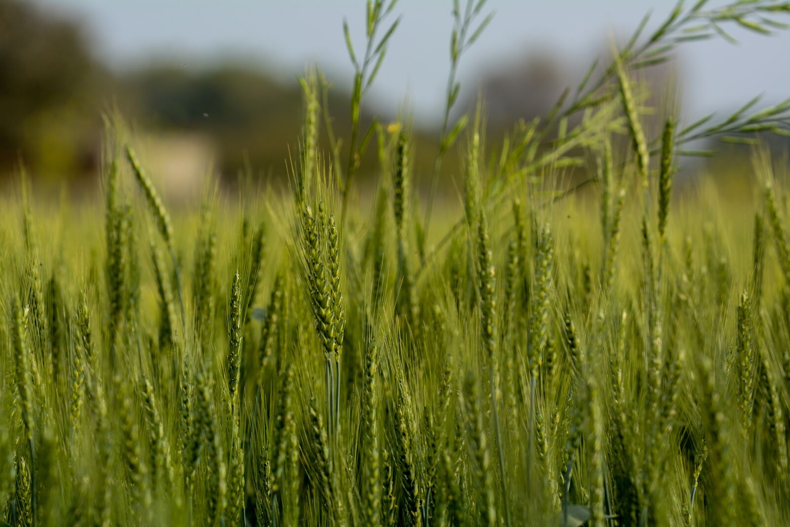 Nikon D7100 sample photo. Wheat, green, plant photography