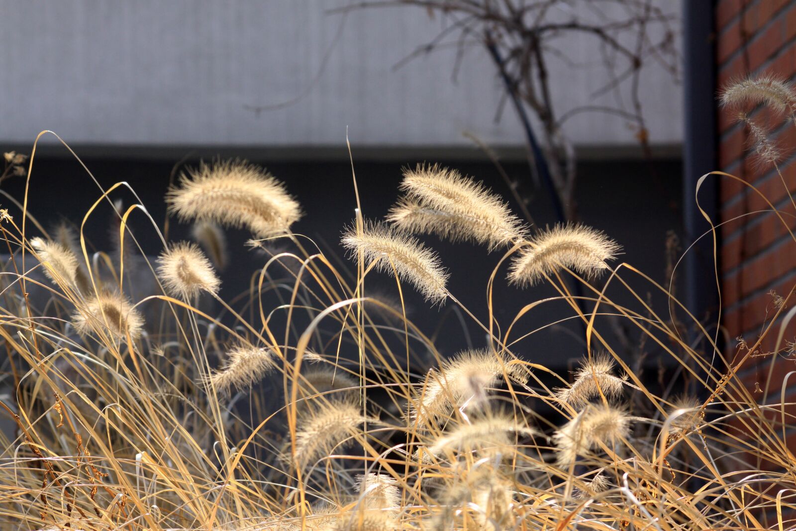 Canon EOS 50D sample photo. Foxtail, nature, backlight photography