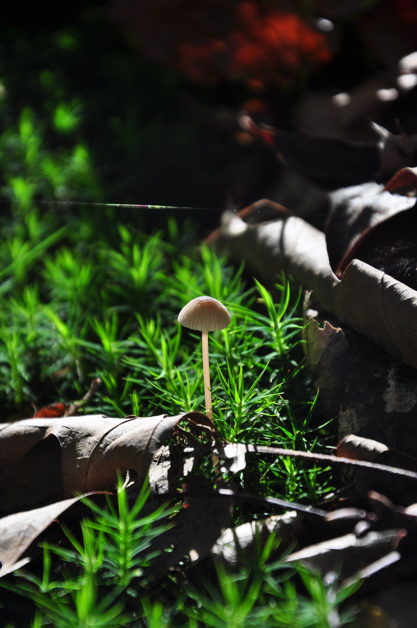 Nikon D90 sample photo. Autumn, forest, path photography