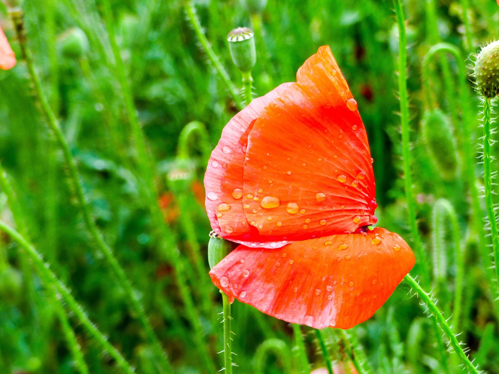 Panasonic DMC-FZ72 sample photo. Poppy, raindrop, meadow flower photography