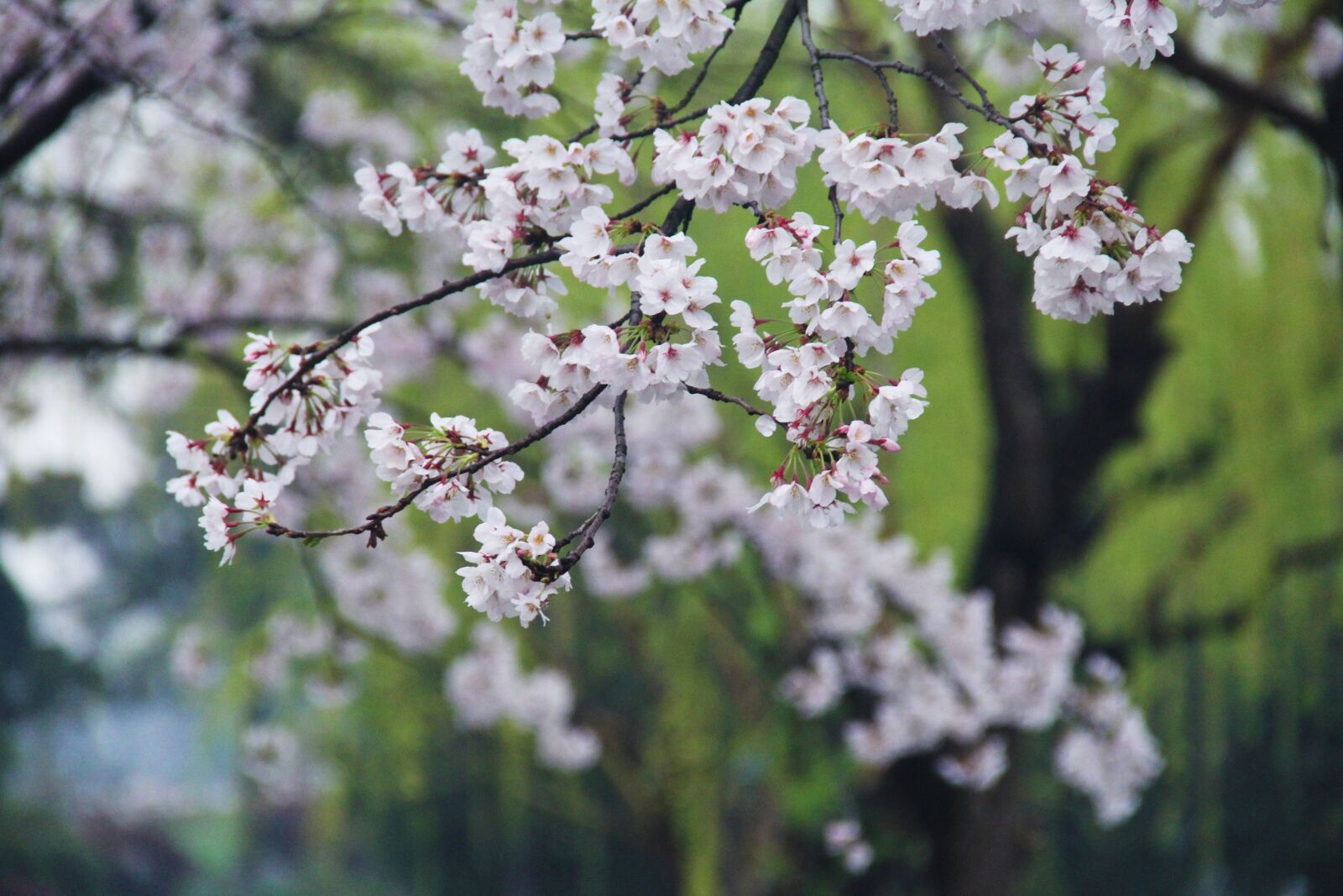 Canon EF-S 18-135mm F3.5-5.6 IS sample photo. Cherry blossom, green, xuanwu photography