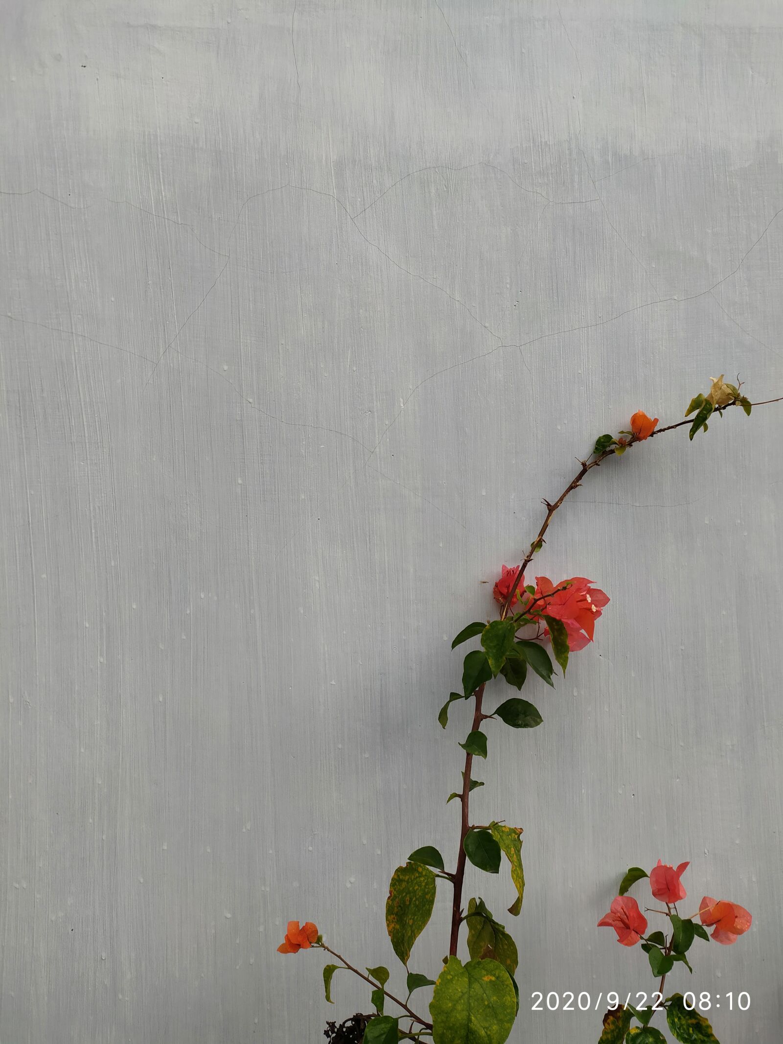 Xiaomi Redmi Note 8 sample photo. Flower, blossom, wall photography