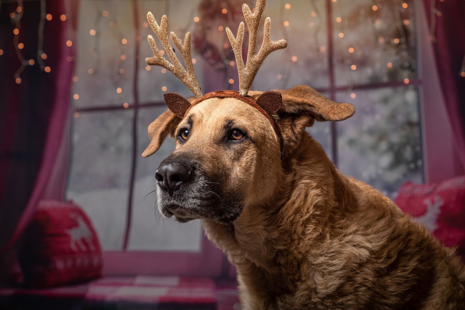 Nikon D750 sample photo. Dog, christmas, gifts photography