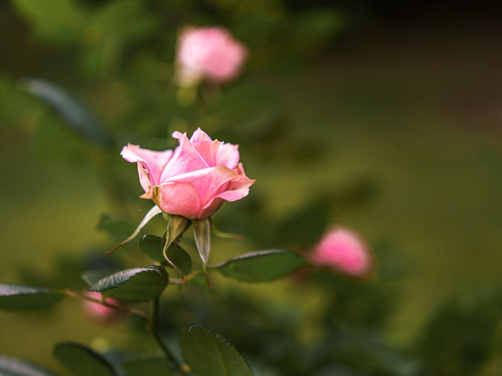 Samyang AF 45mm F1.8 FE sample photo. Rose, flower, pink photography