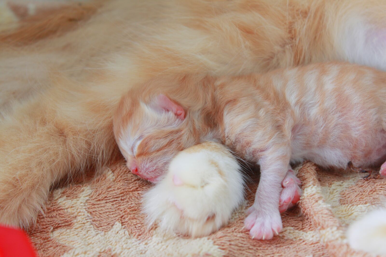 Canon EOS 50D sample photo. Cat, baby, kitten photography