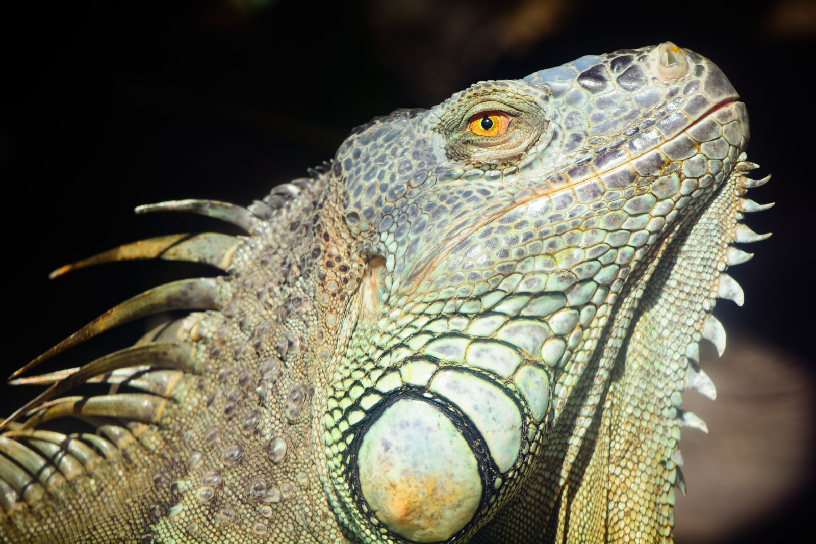 Nikon D7100 sample photo. Reptile, lizard, nature photography