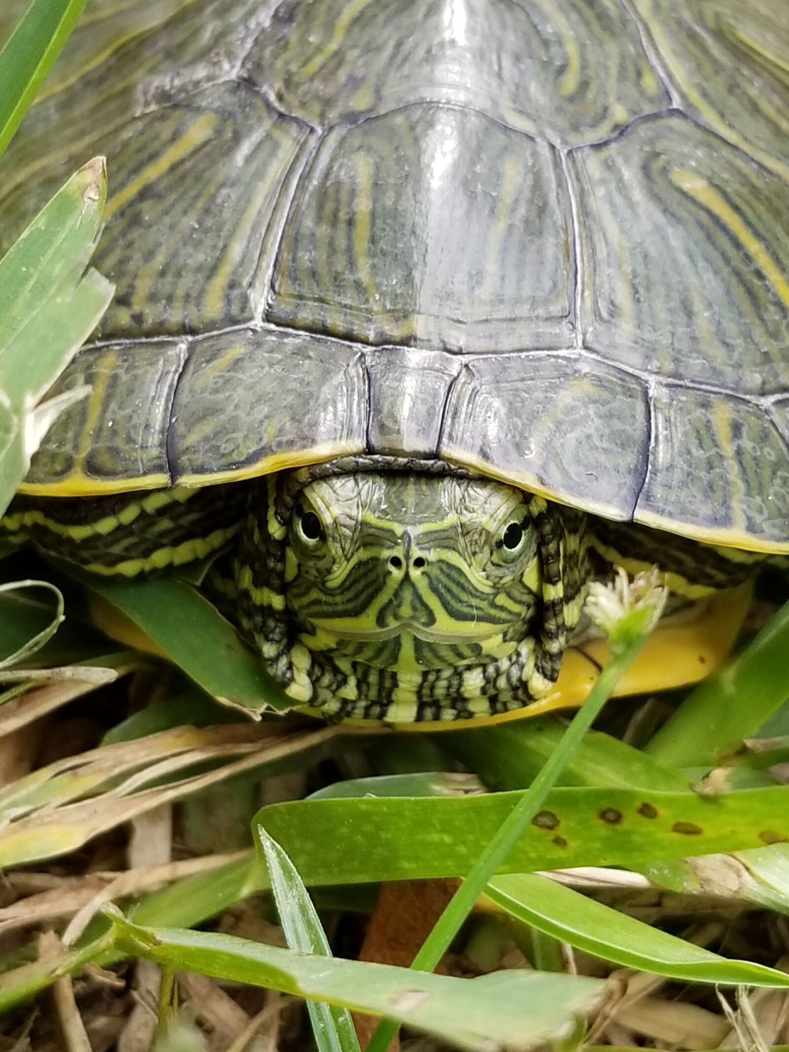 Samsung Galaxy S8 sample photo. Turtle, snapping turtle, turtle photography