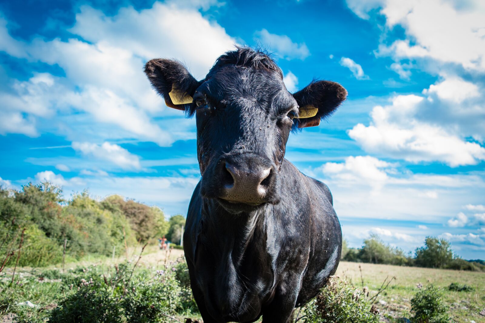 Nikon D5500 sample photo. Cow, animal, nature photography