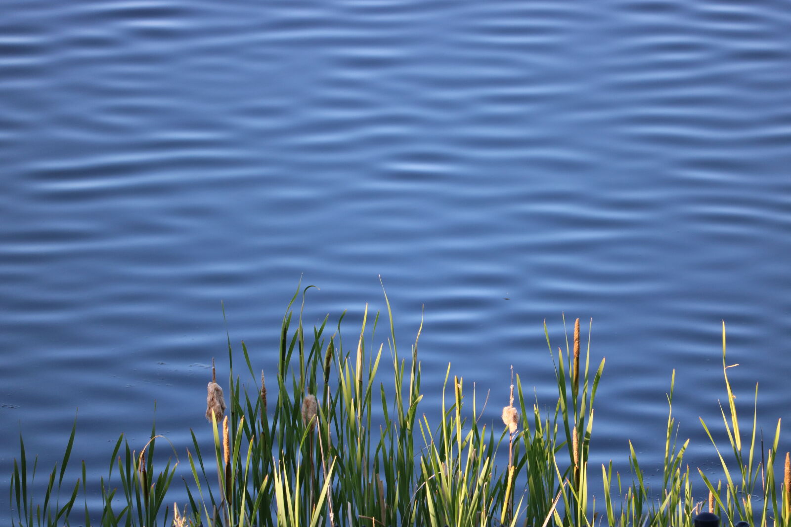 Canon EOS 750D (EOS Rebel T6i / EOS Kiss X8i) + Canon EF-S 55-250mm F4-5.6 IS STM sample photo. Aqua, aquatic, aquatic, life photography