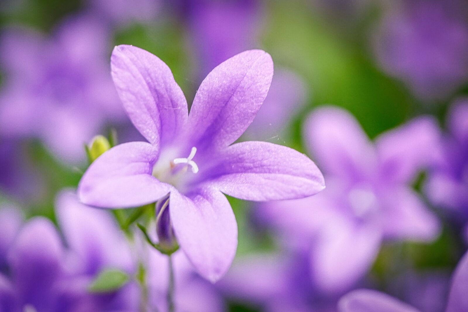 Panasonic Lumix DMC-GX8 sample photo. Flower, bloom summer flower photography
