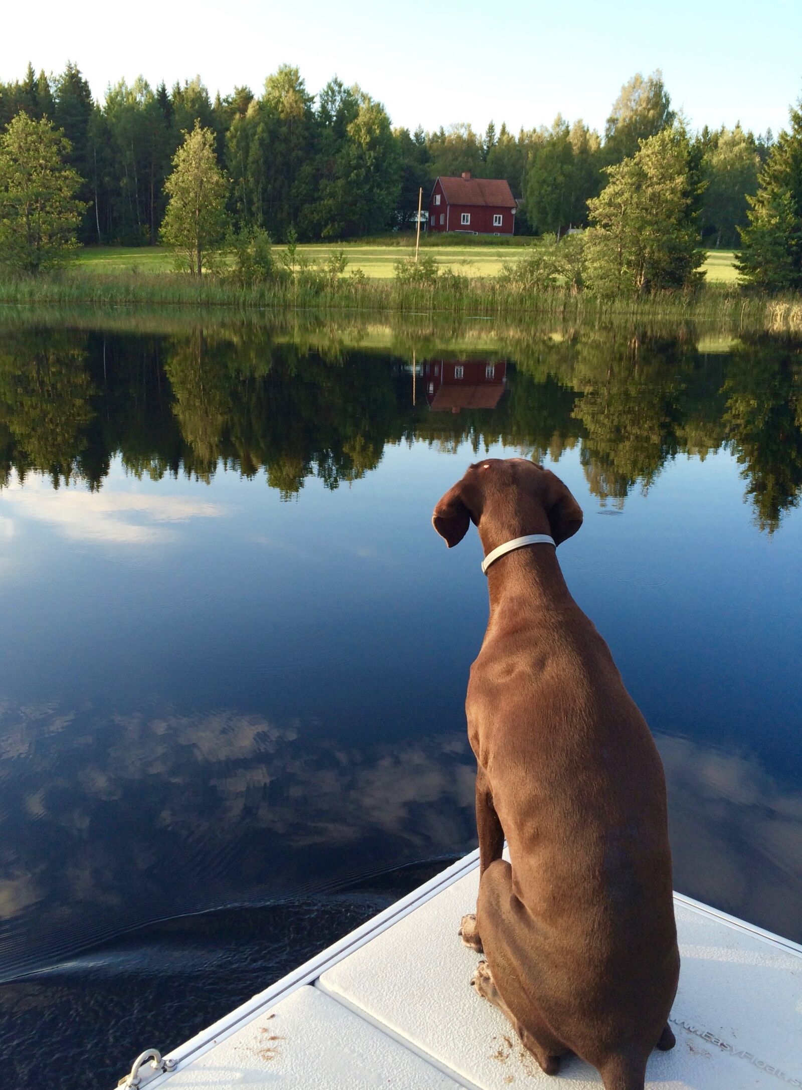 Apple iPhone 5s sample photo. Dog, german shorthaired pointer photography