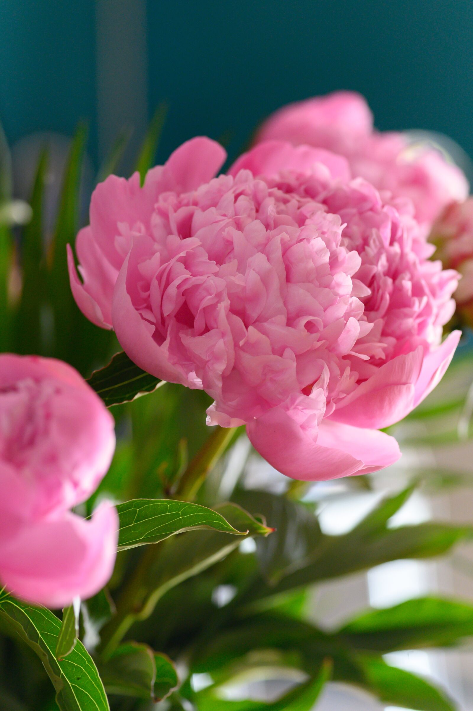 Nikon Z6 sample photo