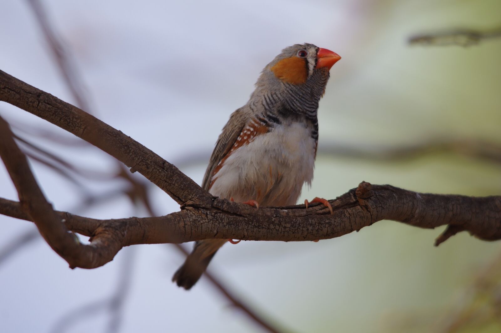 Pentax K-3 sample photo. Zebra finch, bird, australia photography