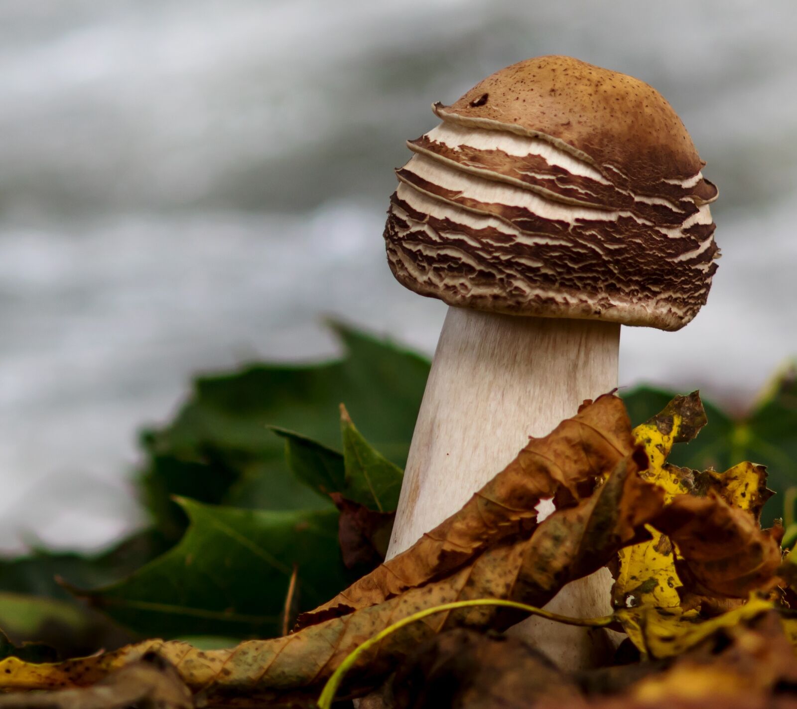 Canon EOS 750D (EOS Rebel T6i / EOS Kiss X8i) sample photo. Cep, mushroom, autumn mushroom photography