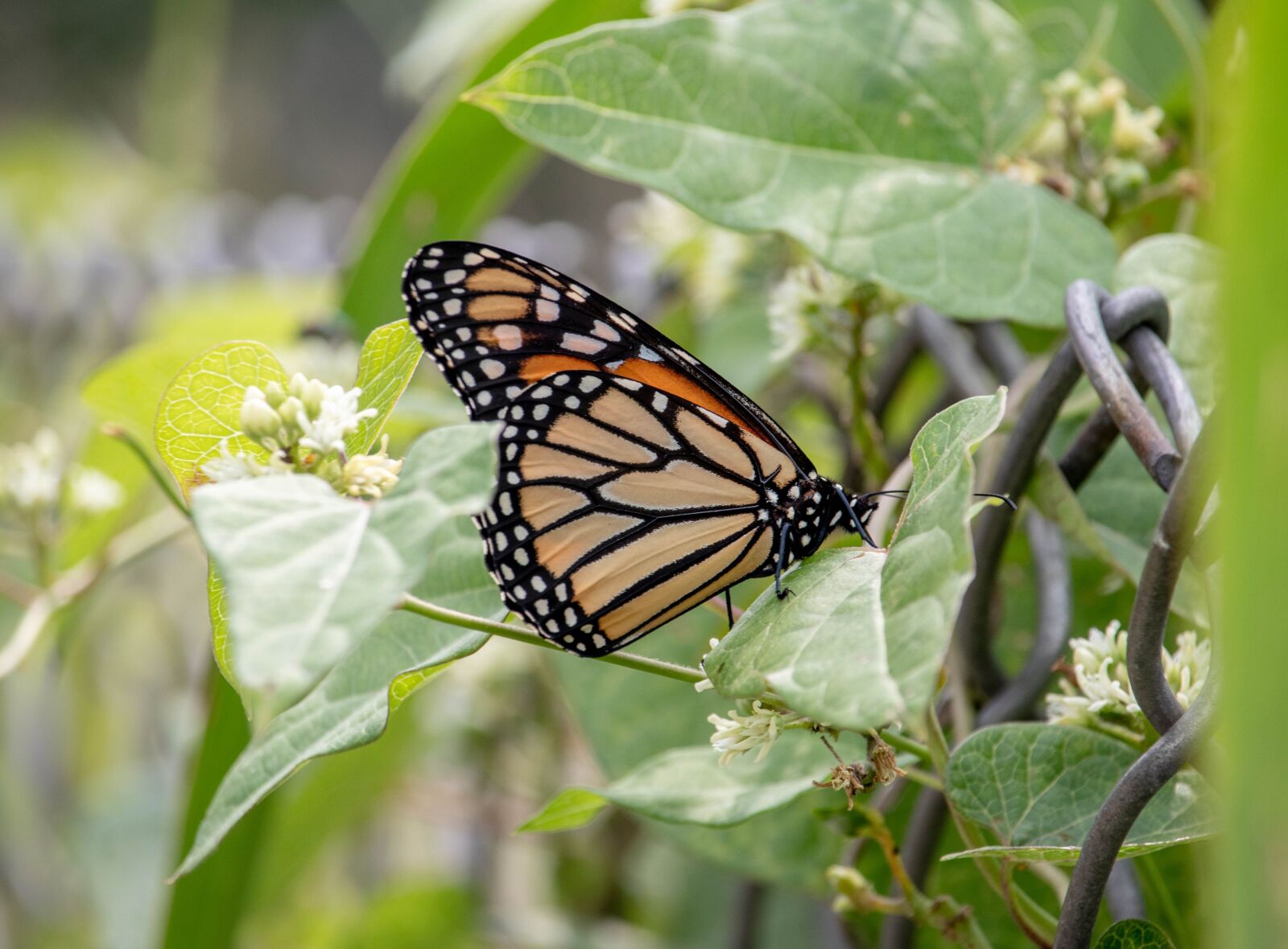 Canon EF-S 55-250mm F4-5.6 IS STM sample photo. Butterfly, insect, fly photography