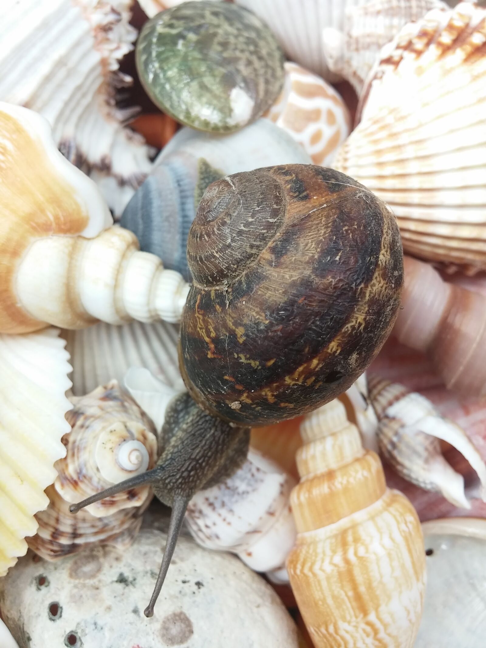 LG G2 sample photo. Snail, animal, shells photography