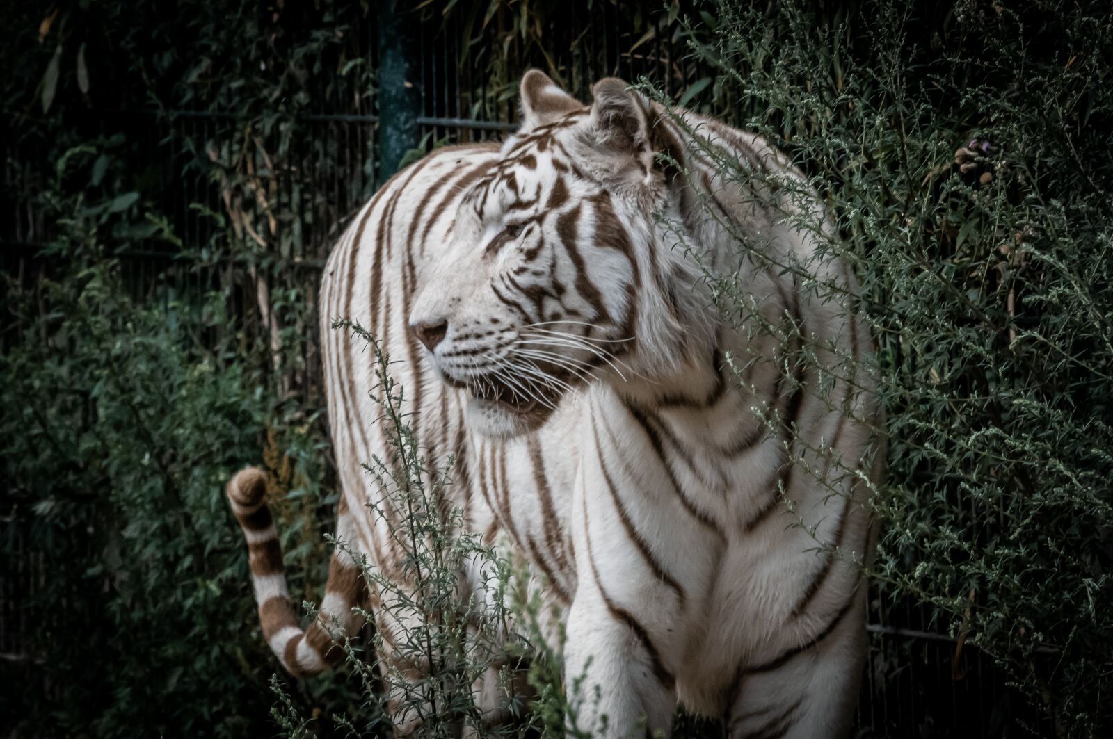 Canon EOS 80D sample photo. Tiger, white tiger, predator photography