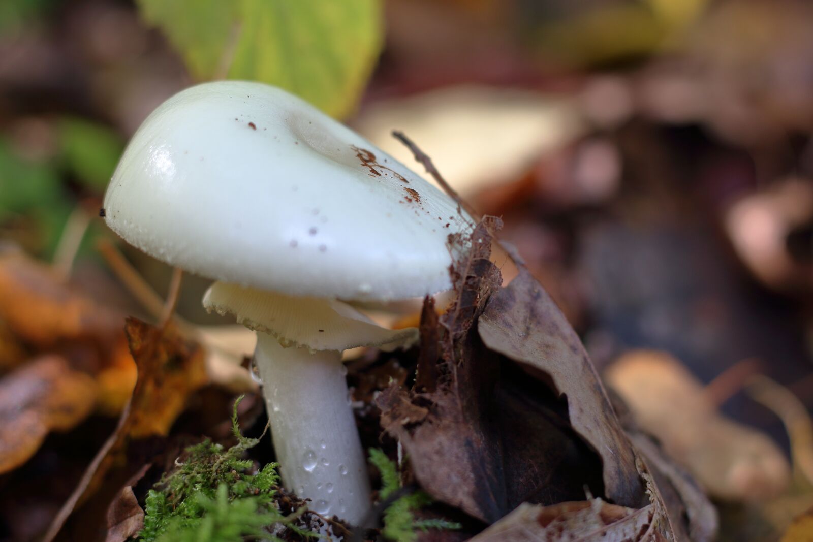 Canon EOS 1200D (EOS Rebel T5 / EOS Kiss X70 / EOS Hi) + Canon EF 50mm F1.8 STM sample photo. Mushroom, forest mushroom, forest photography