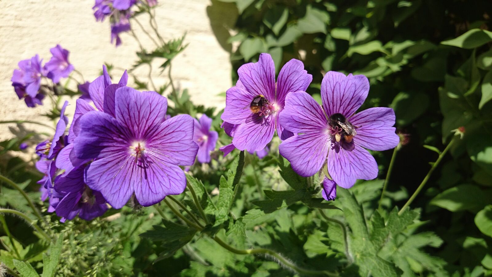 Sony Xperia Z1 Compact sample photo. Flowers, sprinkle, blossom photography