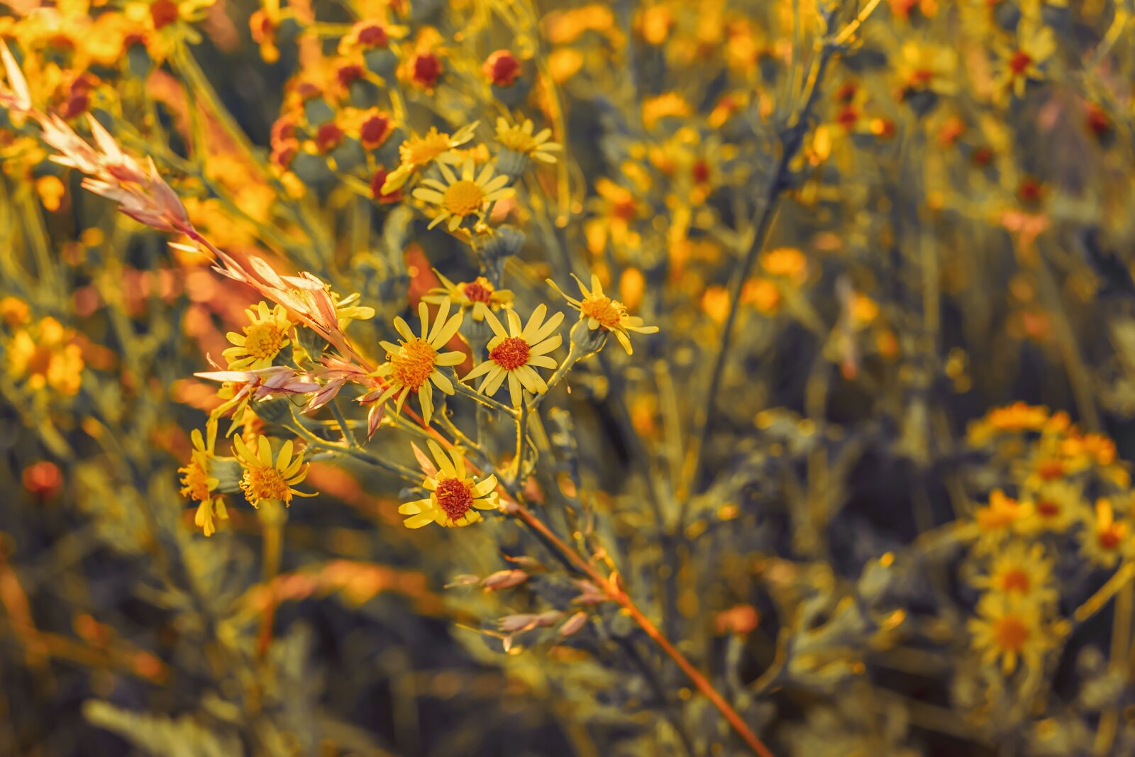 Fujifilm X-T10 + Fujifilm XF 35mm F1.4 R sample photo. Jakobs greiskraut, senecio jacobaea photography
