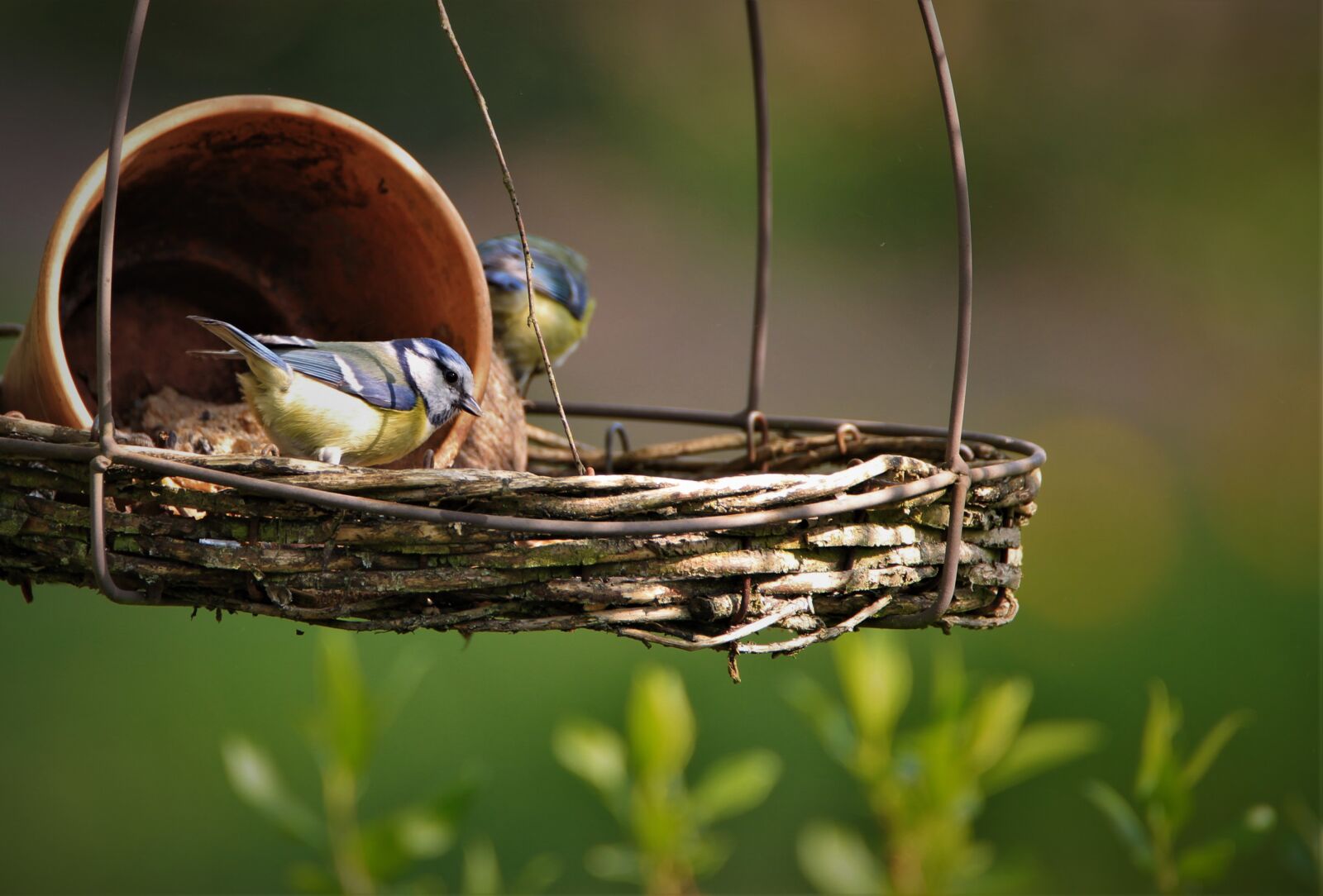Tamron SP 150-600mm F5-6.3 Di VC USD sample photo. Tit, blue tit, songbird photography