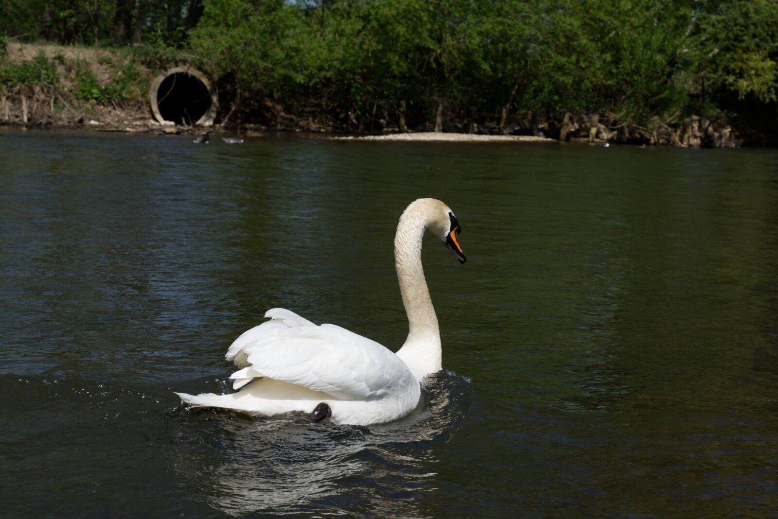 Nikon D5600 sample photo. Swan, water, bank photography