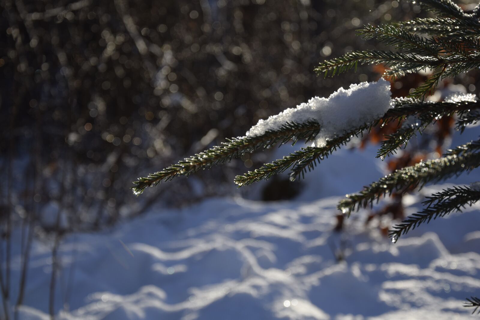 Nikon D3300 sample photo. Water, fir, winter photography