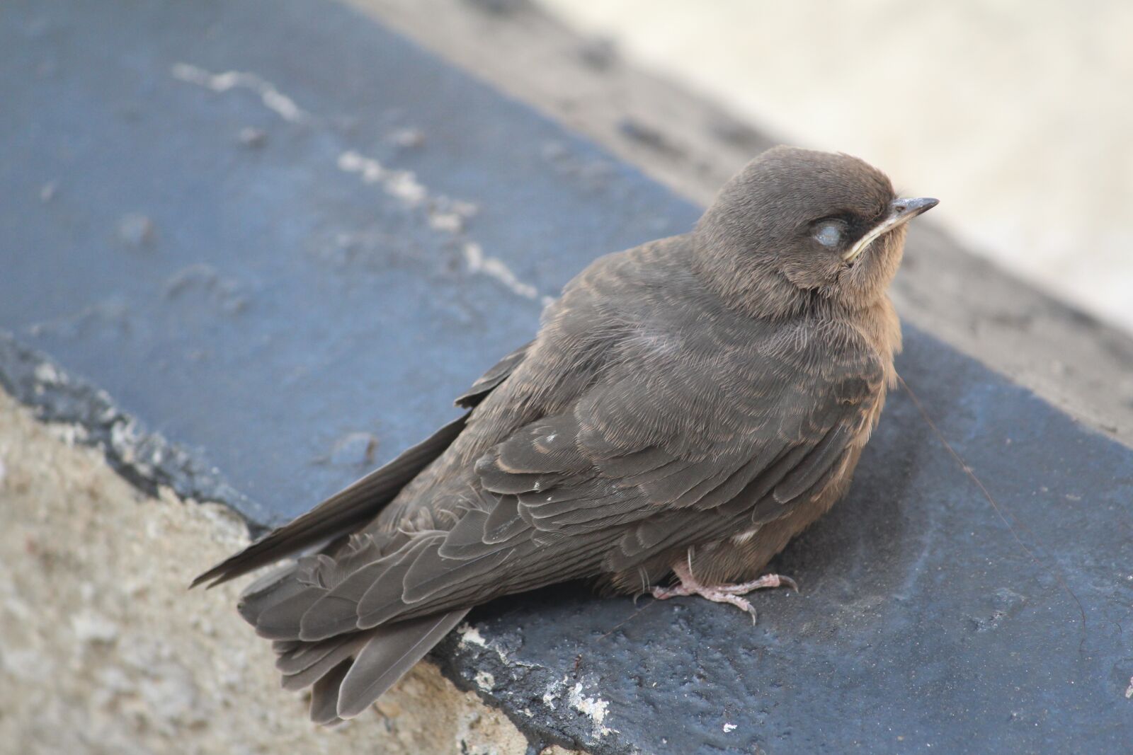 Canon EOS 1200D (EOS Rebel T5 / EOS Kiss X70 / EOS Hi) sample photo. Bird, animal, nature photography