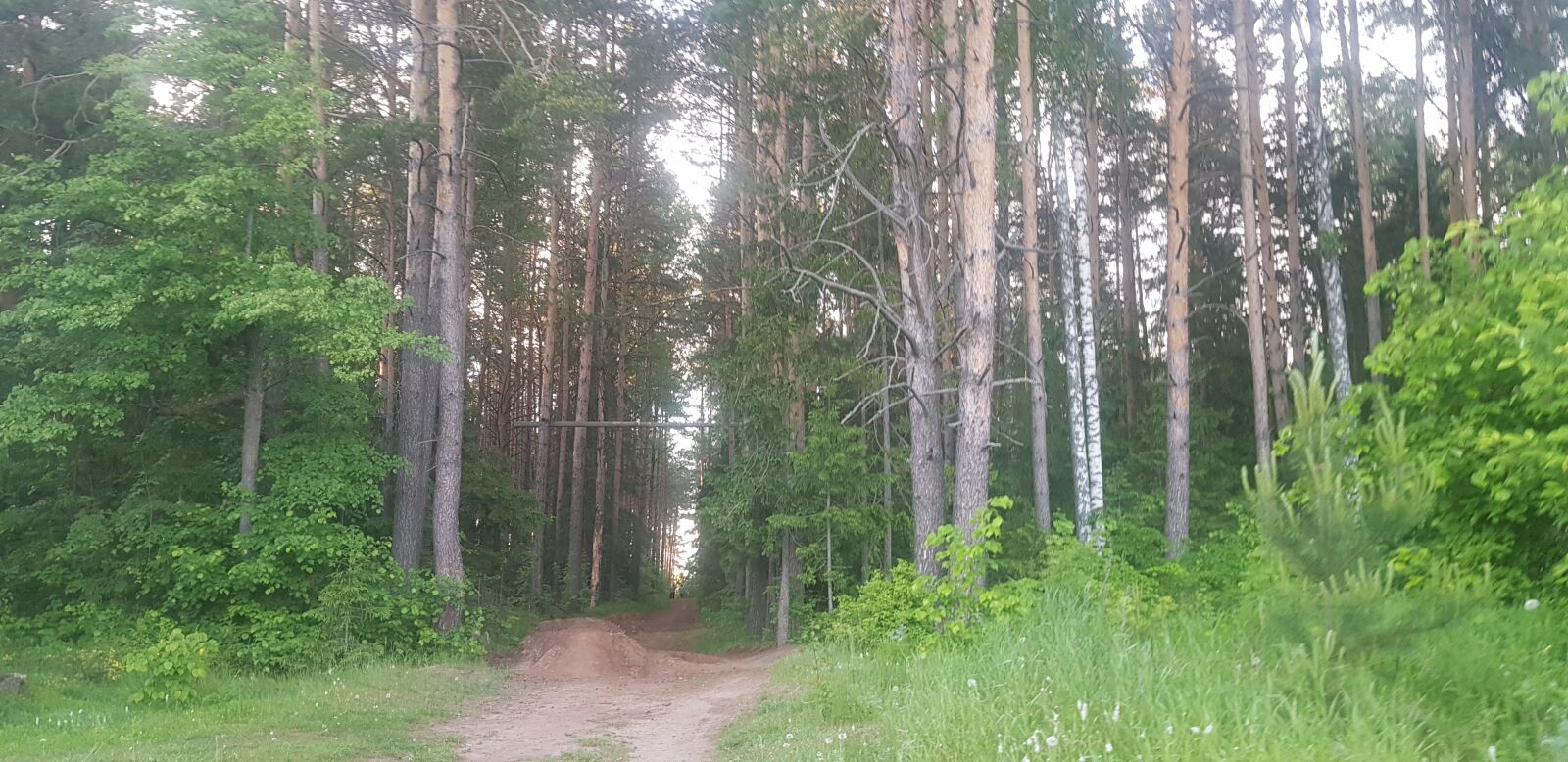 Samsung Galaxy S8+ sample photo. Forest, trees, summer photography