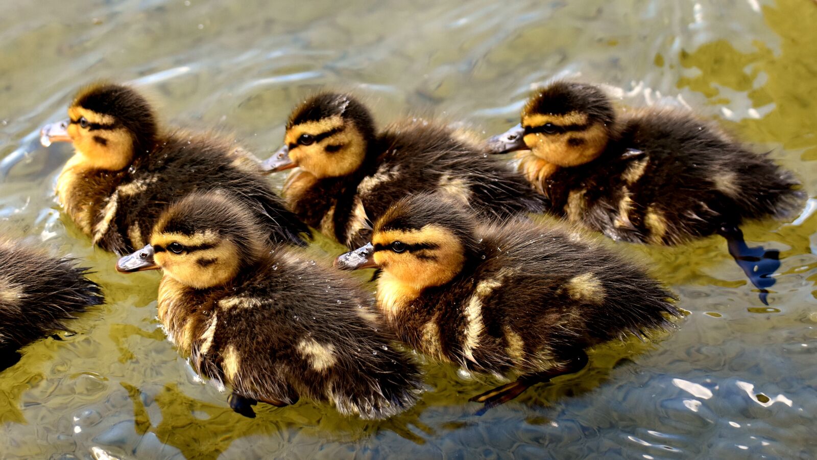 Nikon D7200 sample photo. Mallard, chicks, baby photography