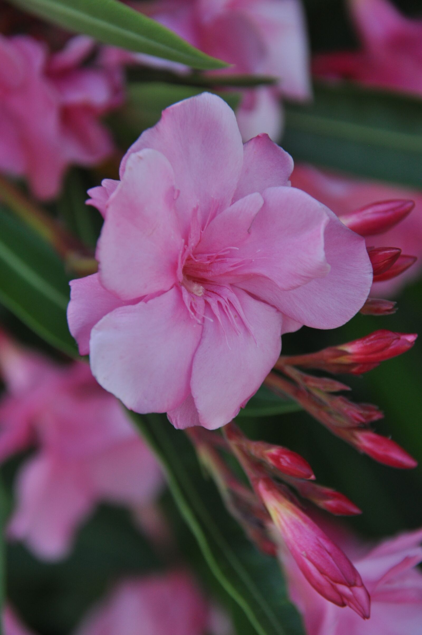 Nikon D90 sample photo. Laurier, pink, flower photography
