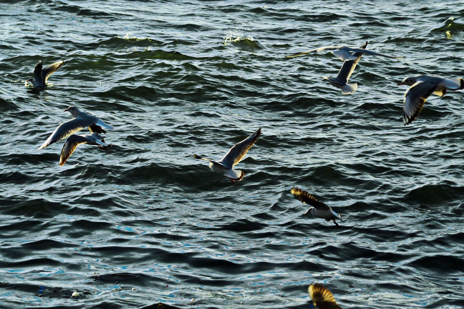 Nikon D700 sample photo. Seagulls, sea, birds photography