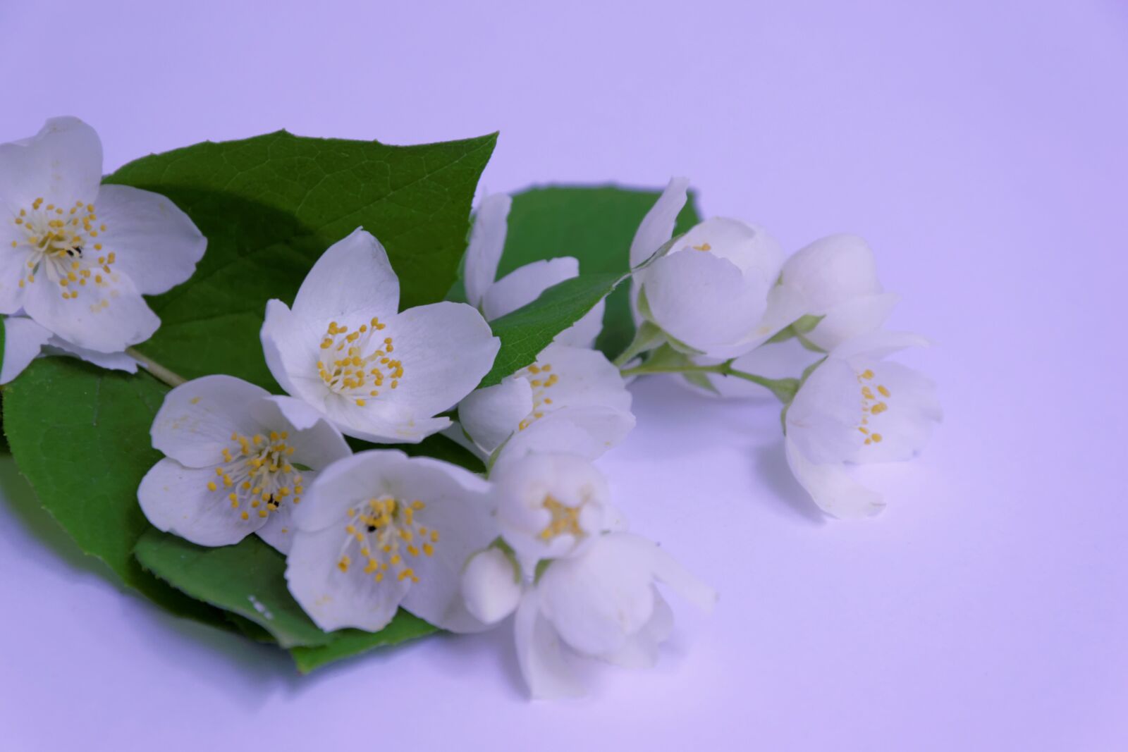 Nikon D5300 sample photo. Jasmin, white, branch photography