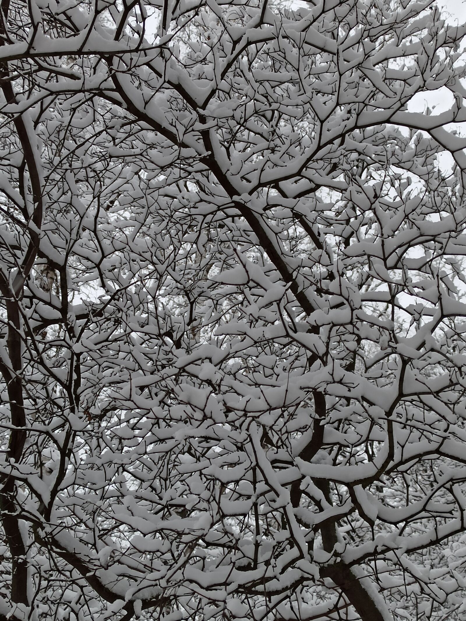 Xiaomi Redmi Note 8 Pro sample photo. Winter, snow, the nature photography