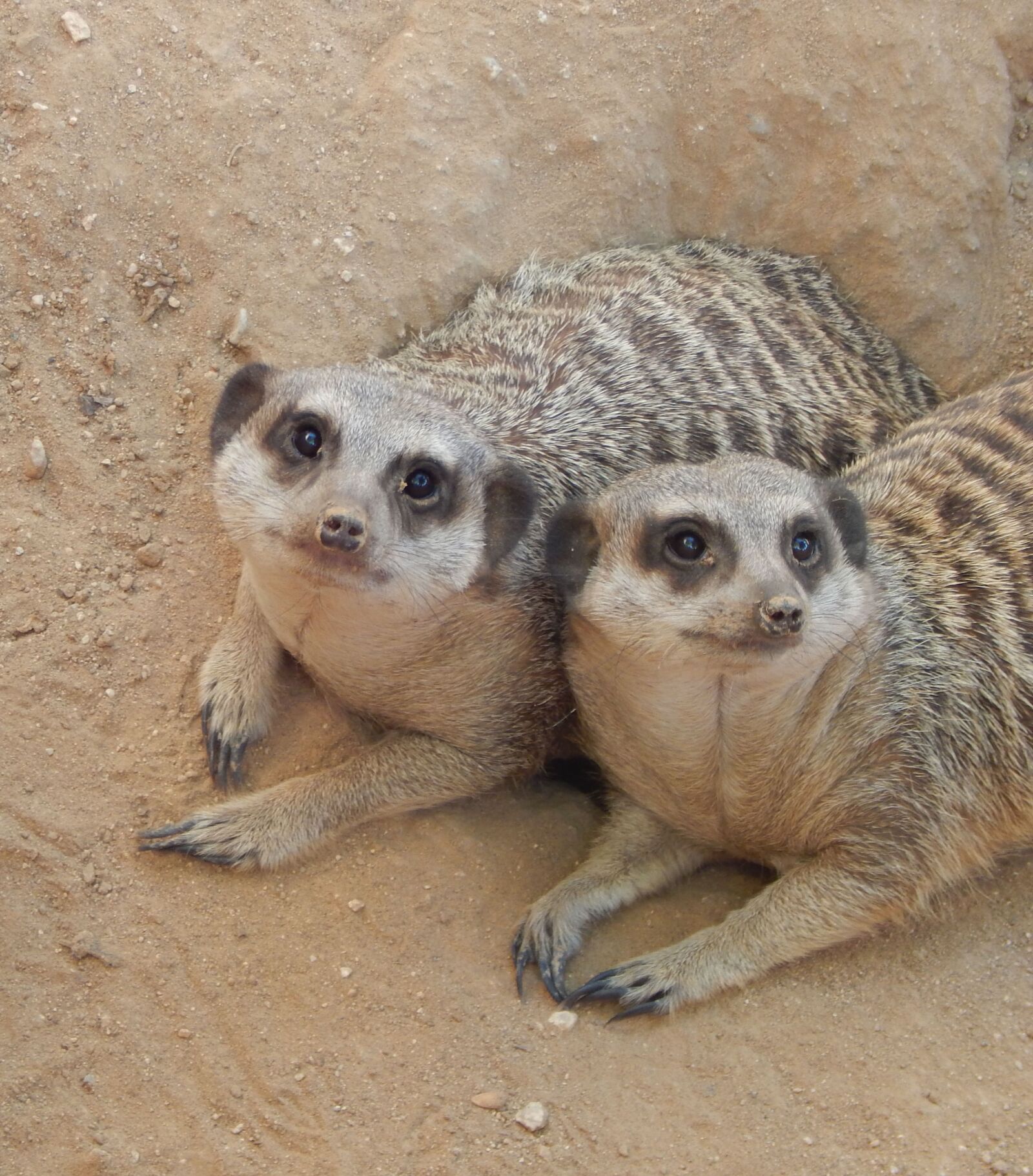 Nikon Coolpix L830 sample photo. Meerkat, two meerkats, mammal photography
