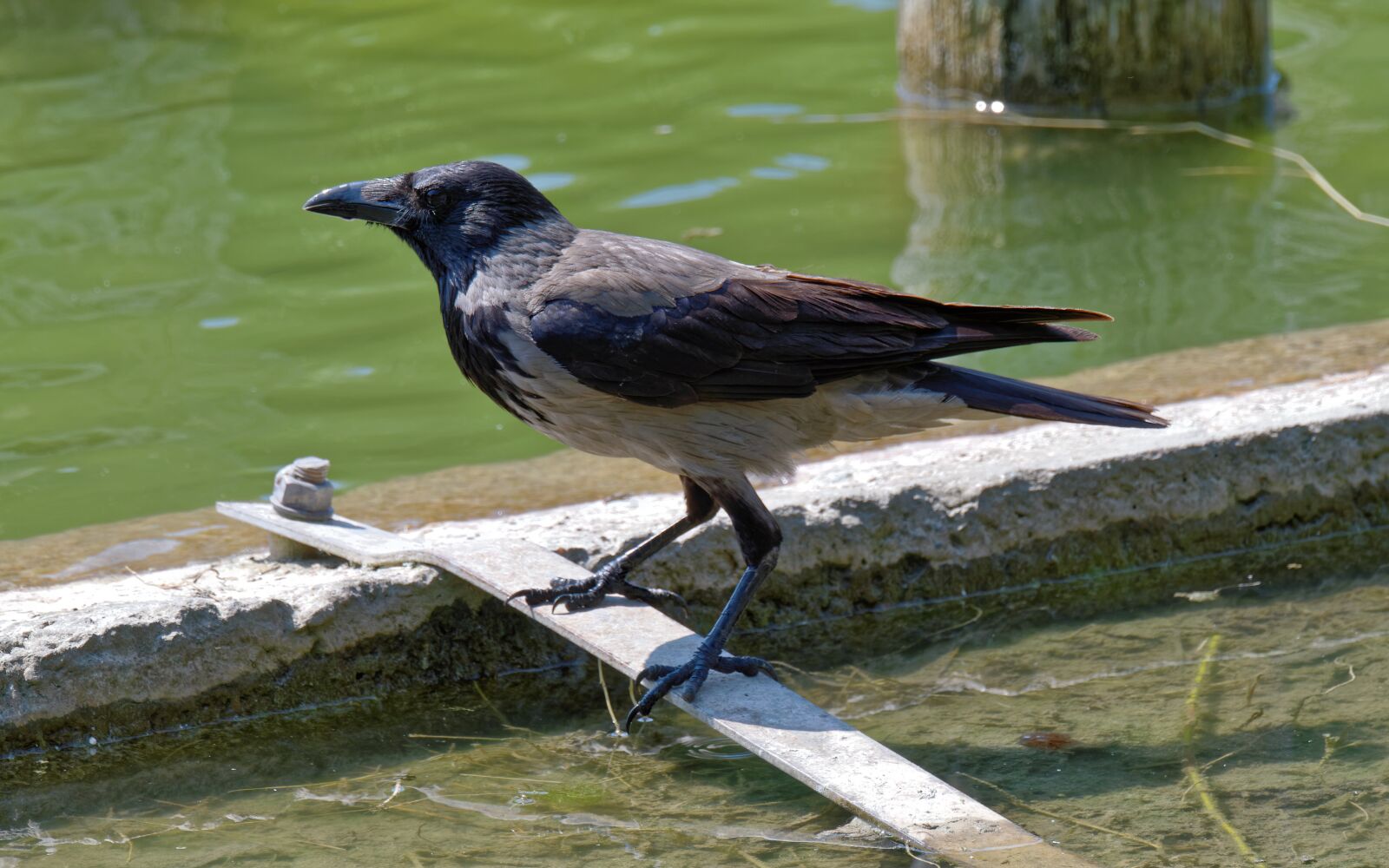 Nikon D5300 sample photo. Bird, crow, plumage photography