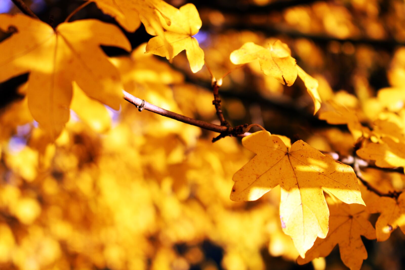 Canon EOS 700D (EOS Rebel T5i / EOS Kiss X7i) sample photo. Leaves, yellow, autumn photography