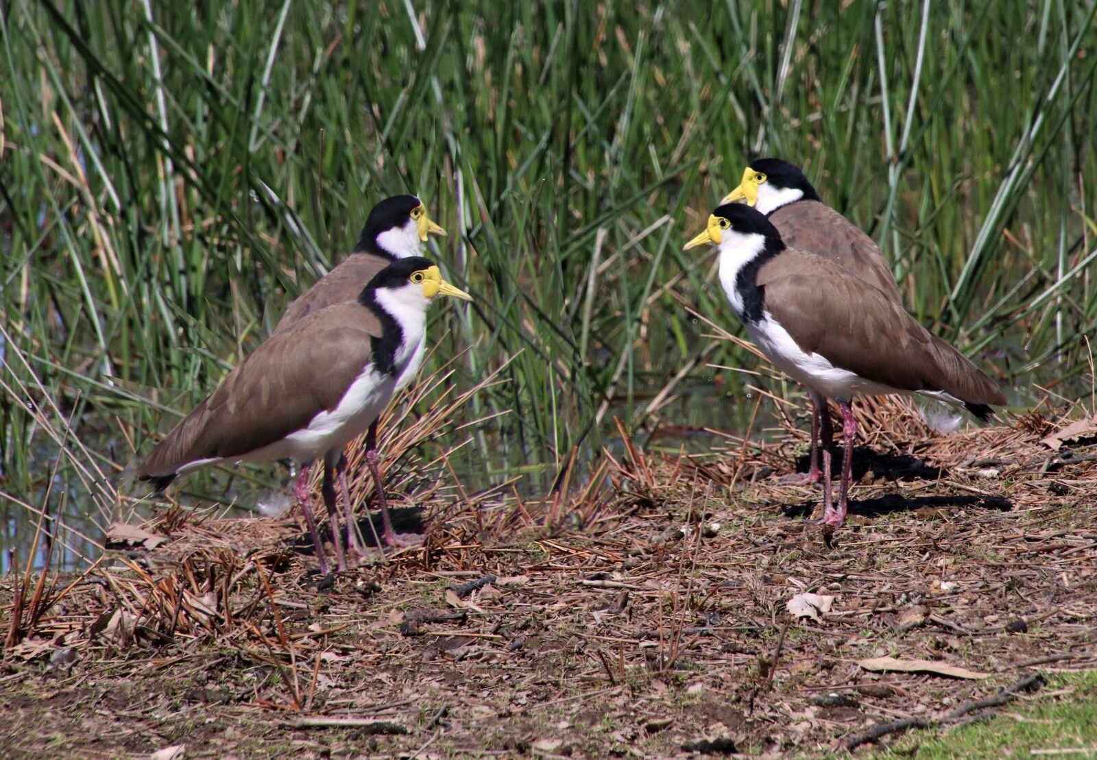 canon t7i wildlife photography