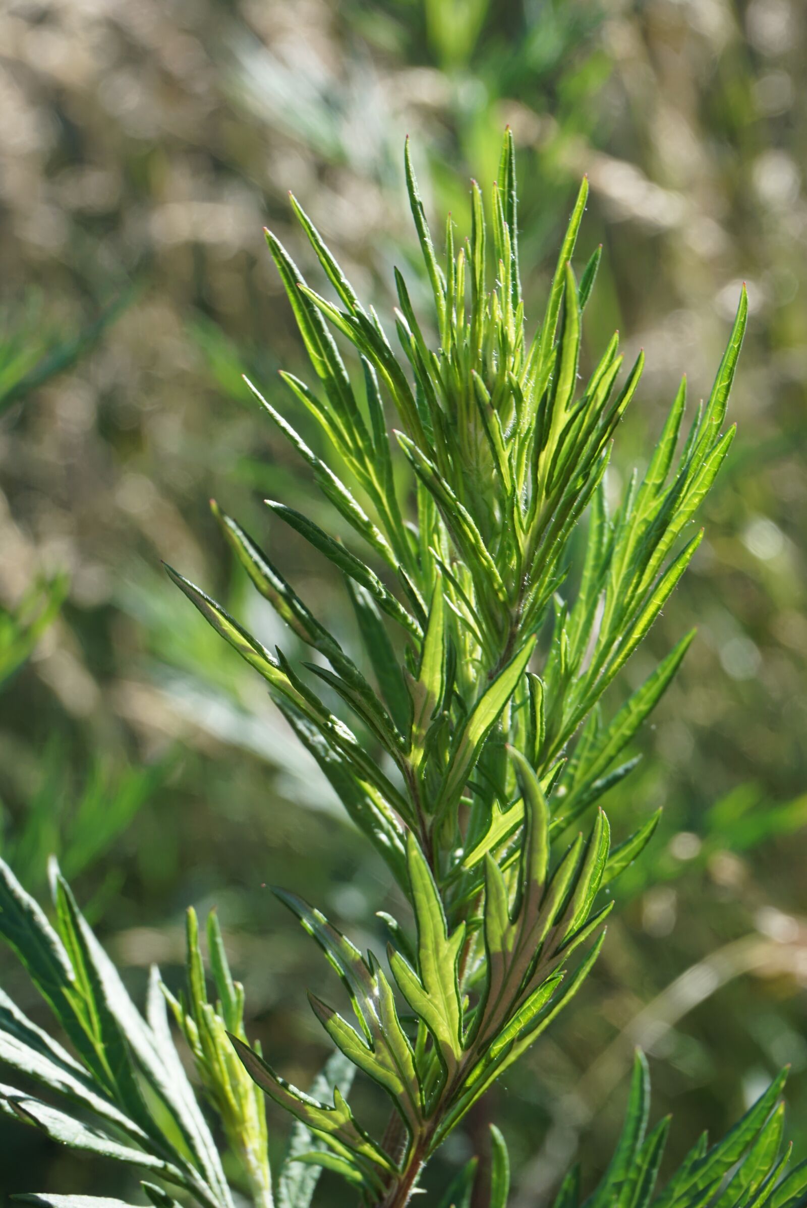 Sony a6000 sample photo. Plant, green, light photography