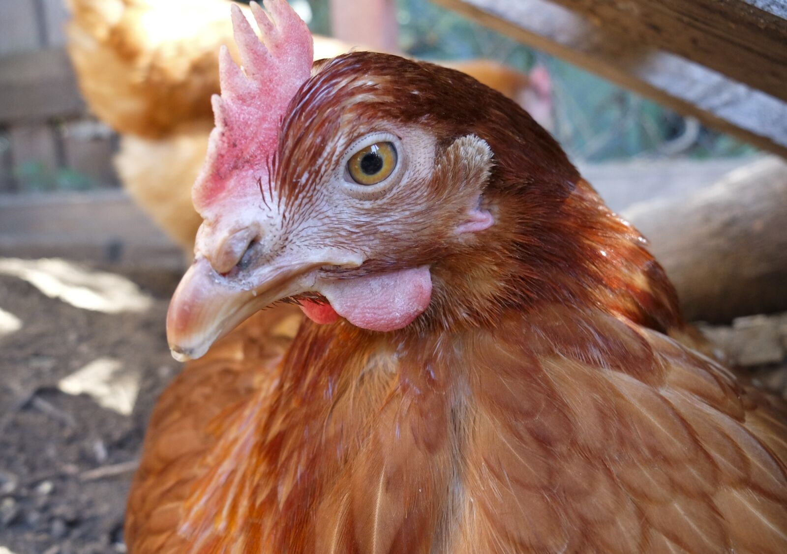Fujifilm X30 sample photo. Chicken, chickens, animal photography