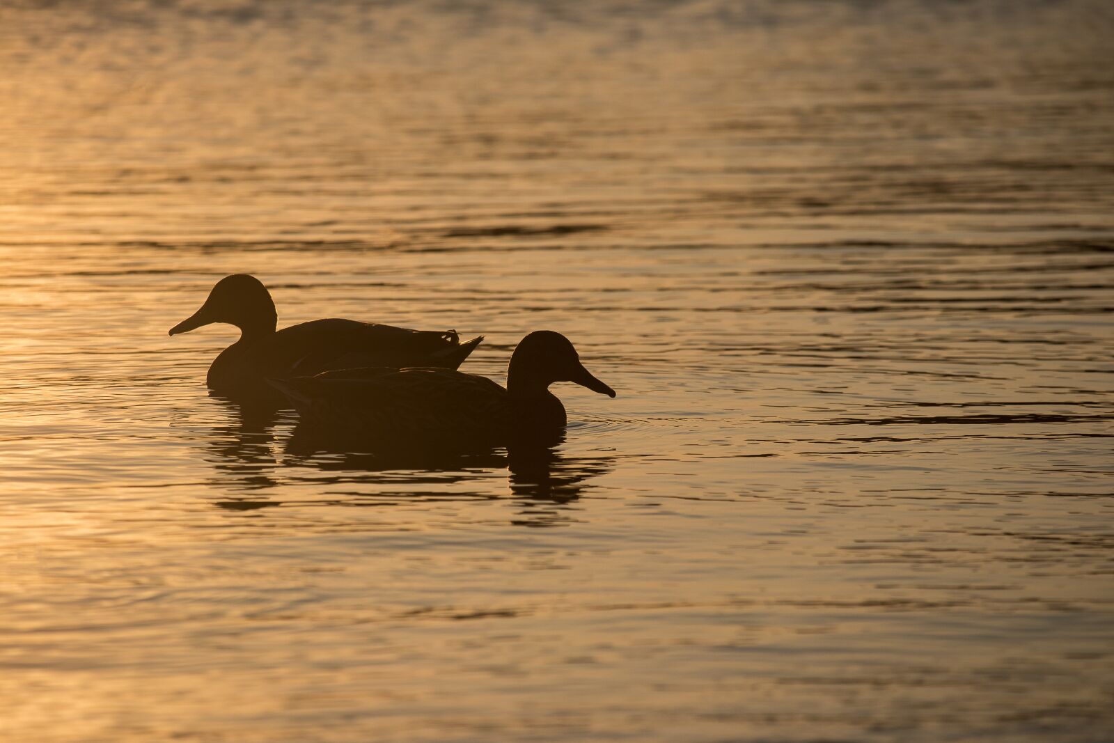 Canon EF-S 55-250mm F4-5.6 IS STM sample photo. Mallard, duck, water bird photography