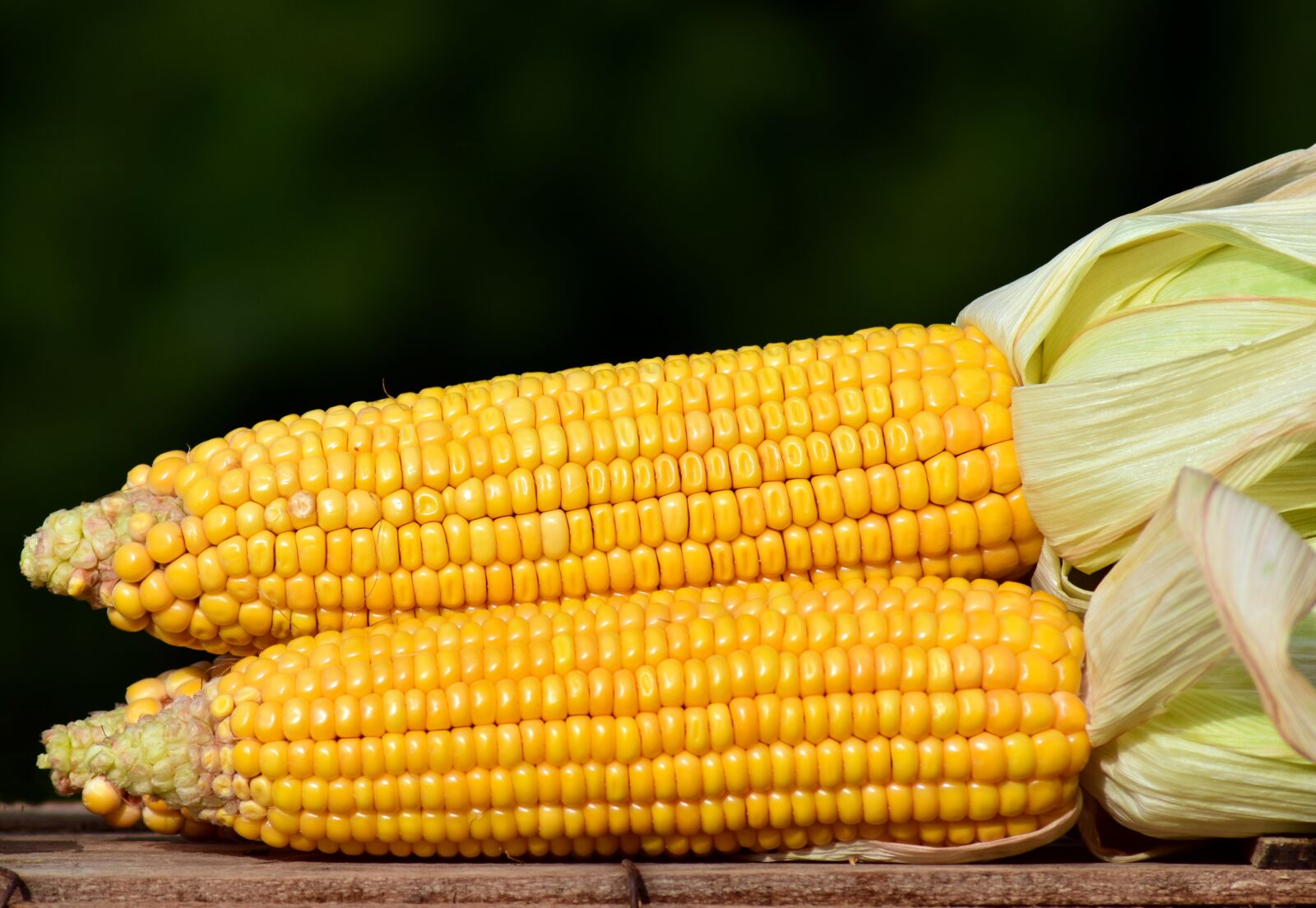 Nikon D3300 sample photo. Corn, corn on the photography