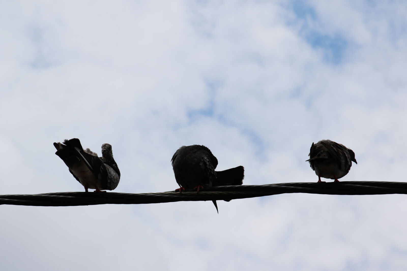 Canon EOS 7D Mark II sample photo. Animals, birds, electricity, feathers photography